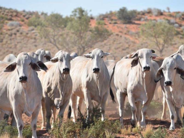 Tanbar Cattle